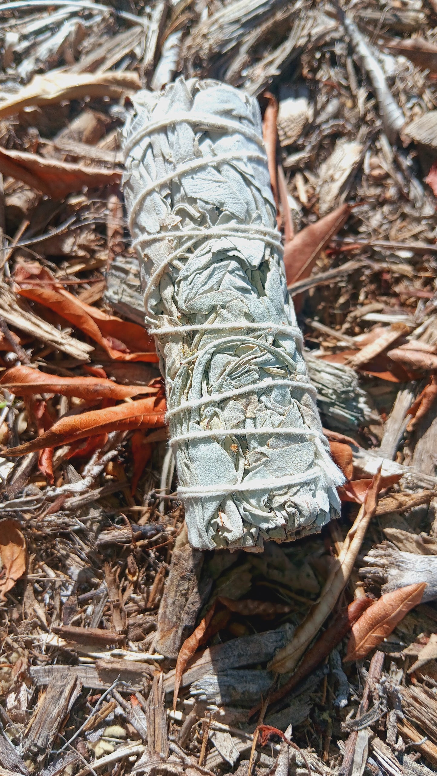 Dried White Sage 4"