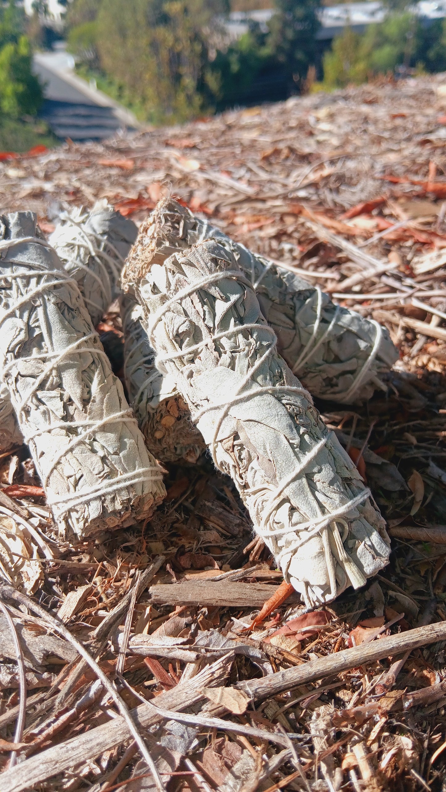 Dried White Sage 4"