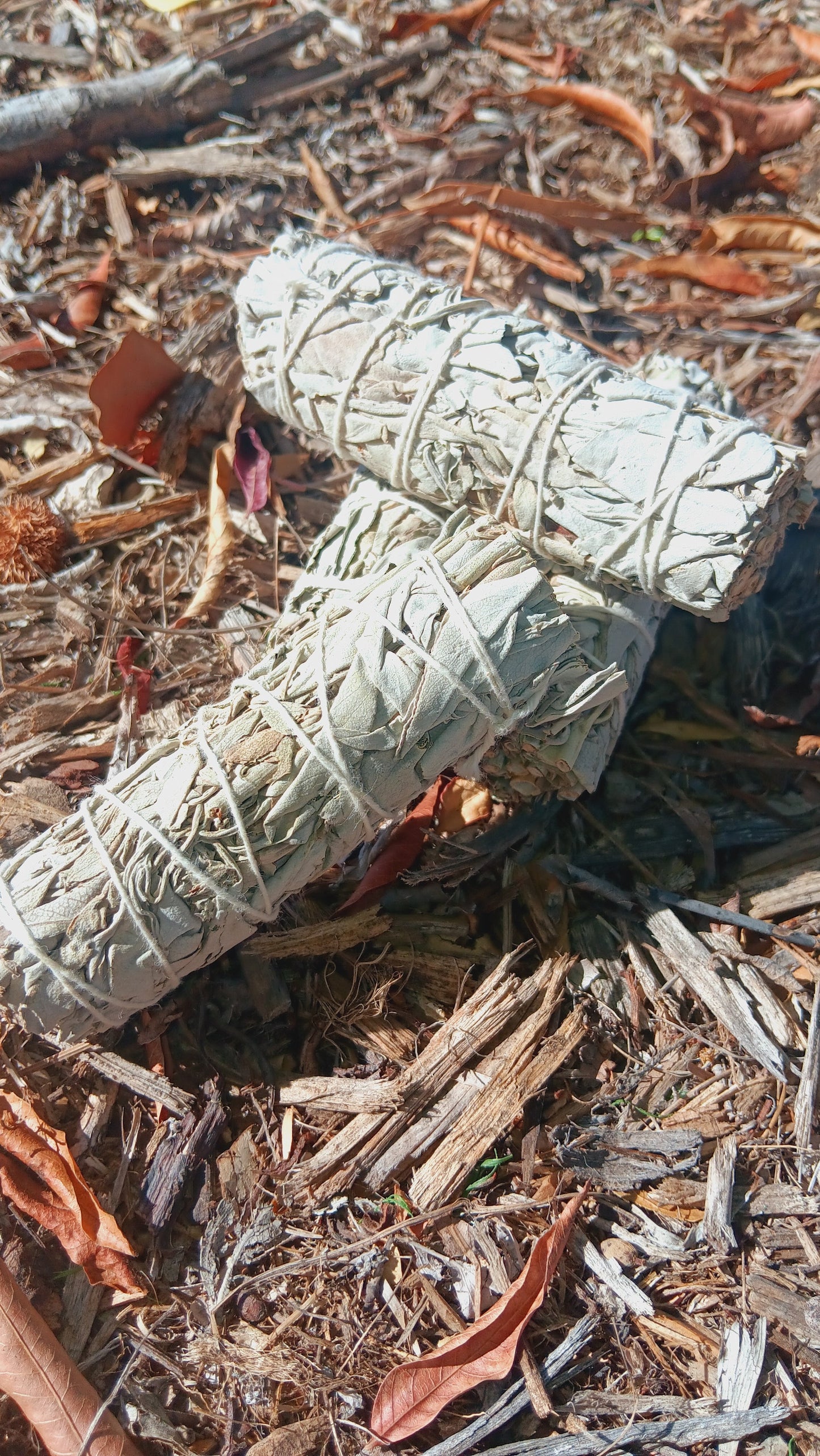 Dried White Sage 4"