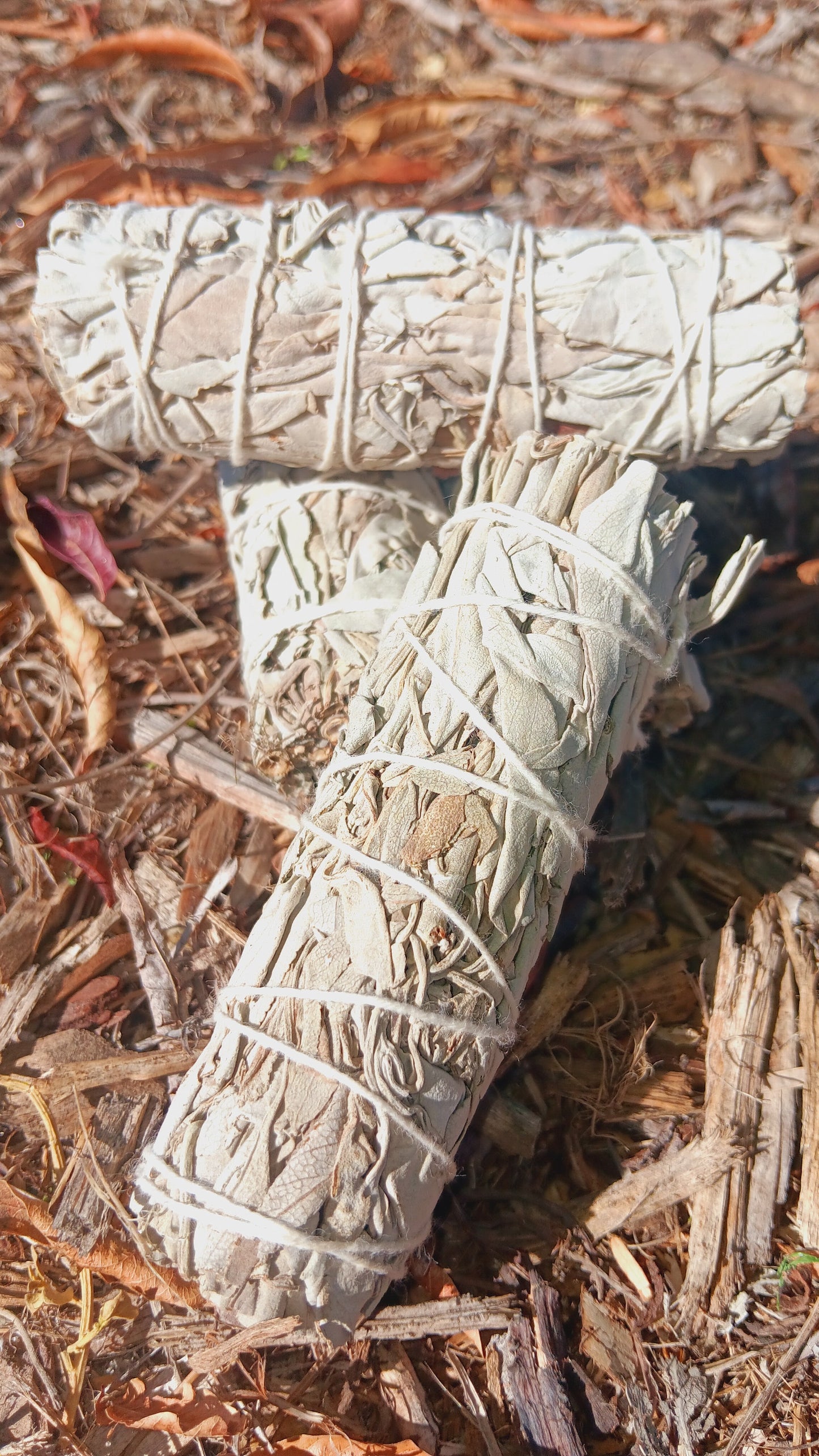 Dried White Sage 4"