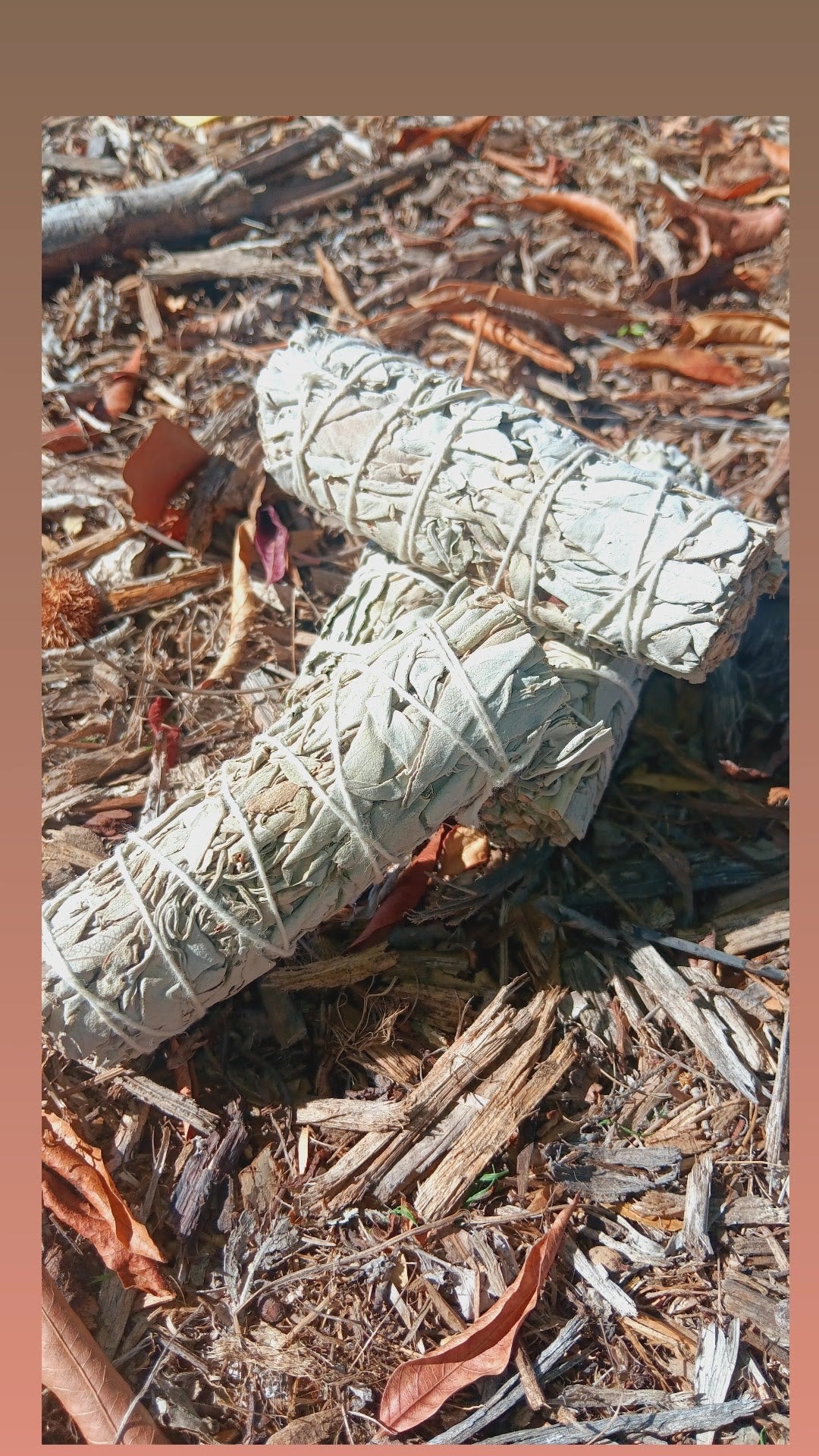 Dried White Sage 4"